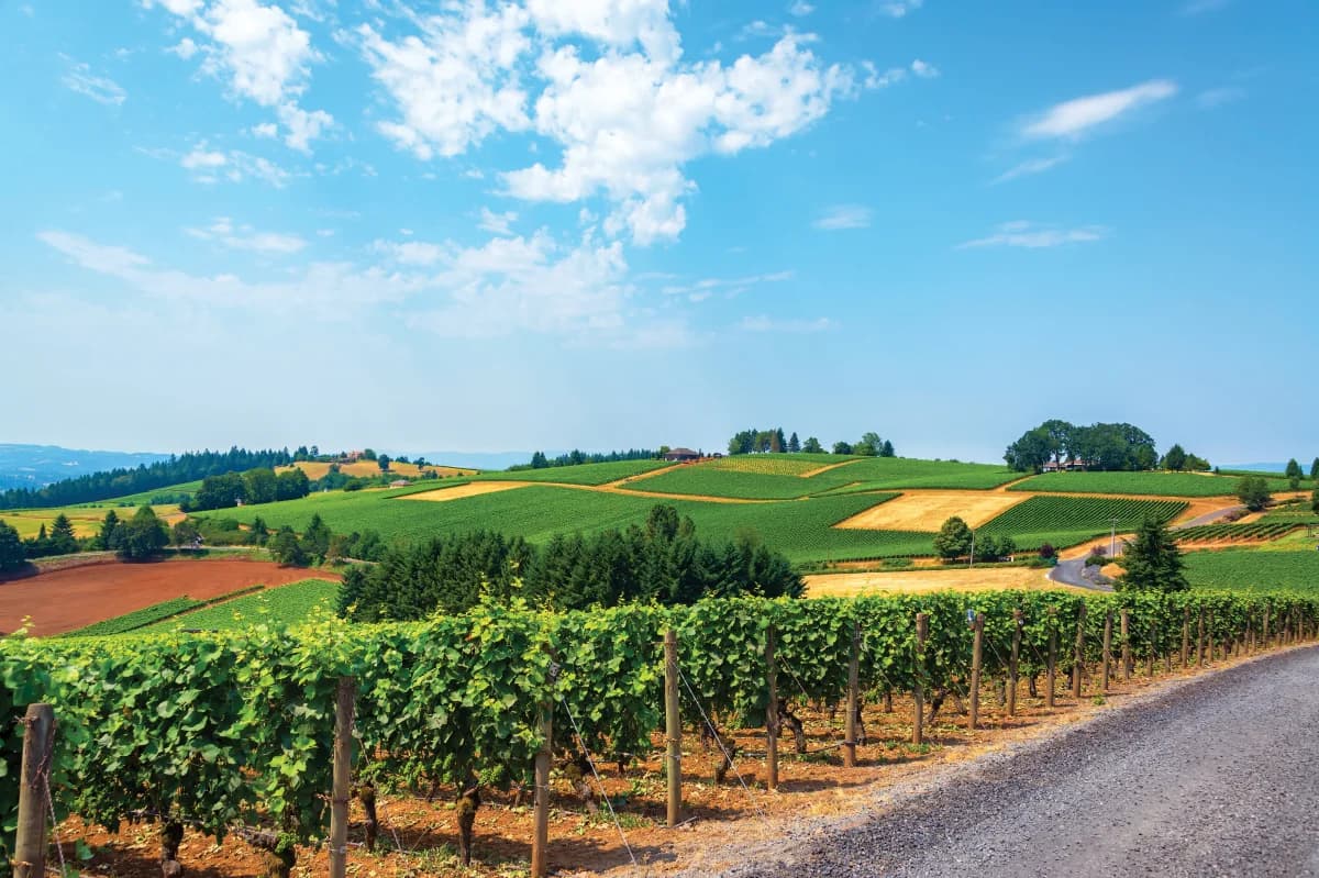 McMinnville agricultural landscape