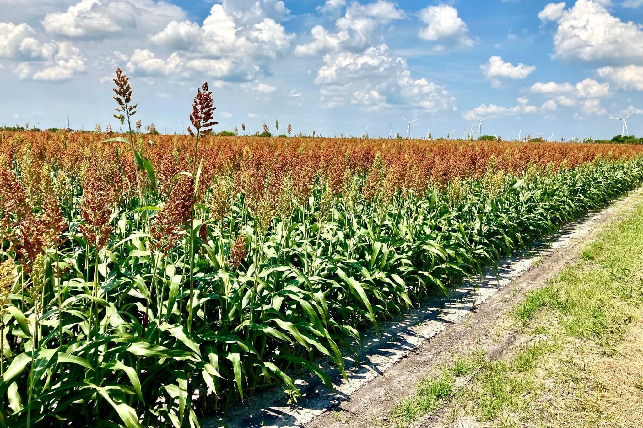 Corpus Christi, Texas: Coastal Bend farmland and agriculture