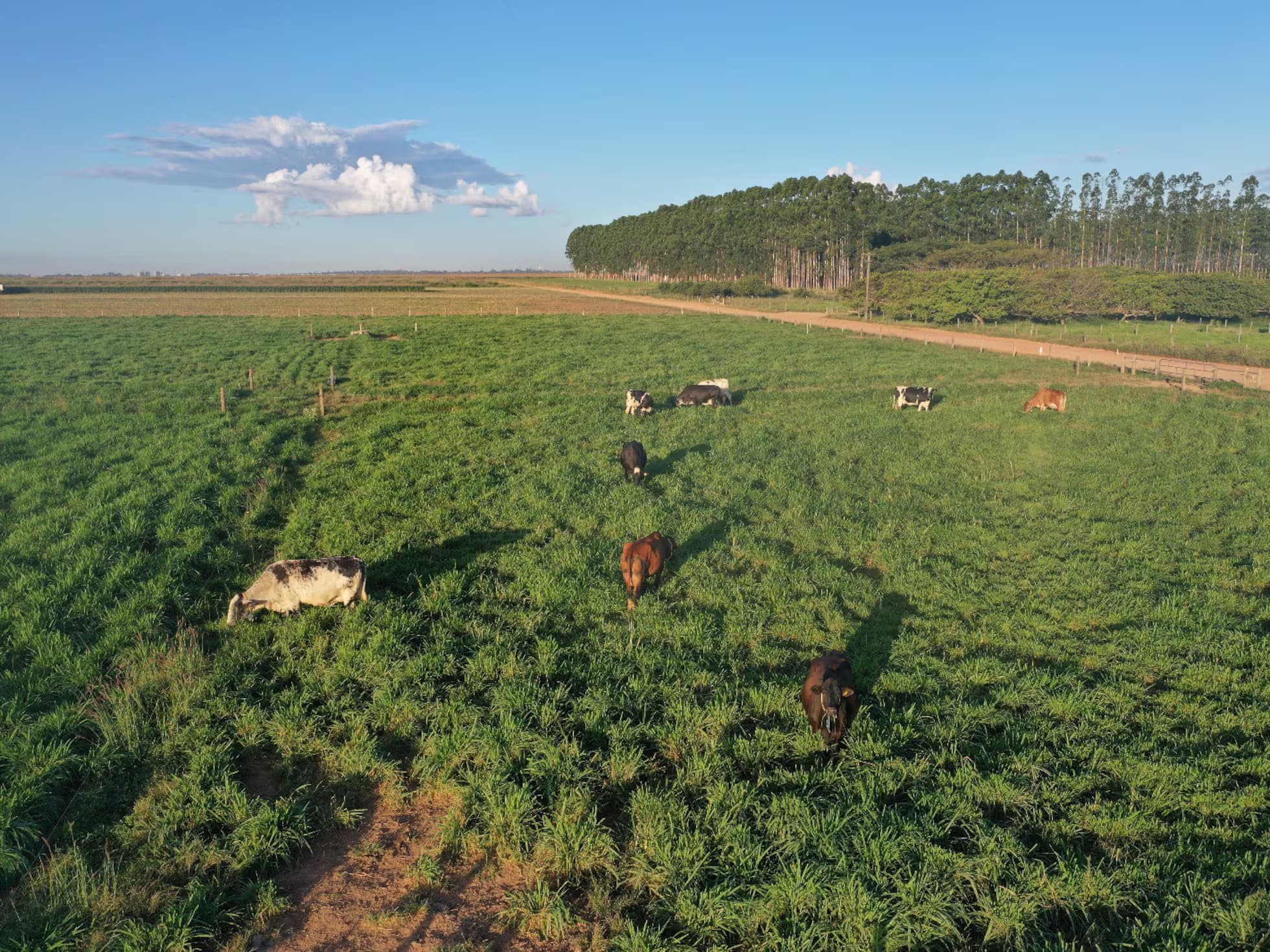 El Campo, Texas: Gulf Coast farmland and agriculture