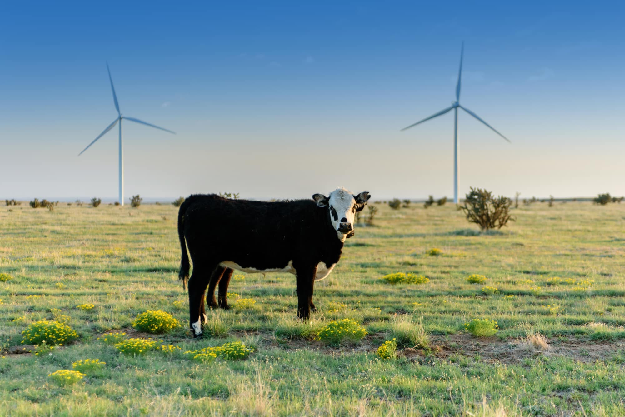 Hereford, Texas: Texas Panhandle farmland and agriculture