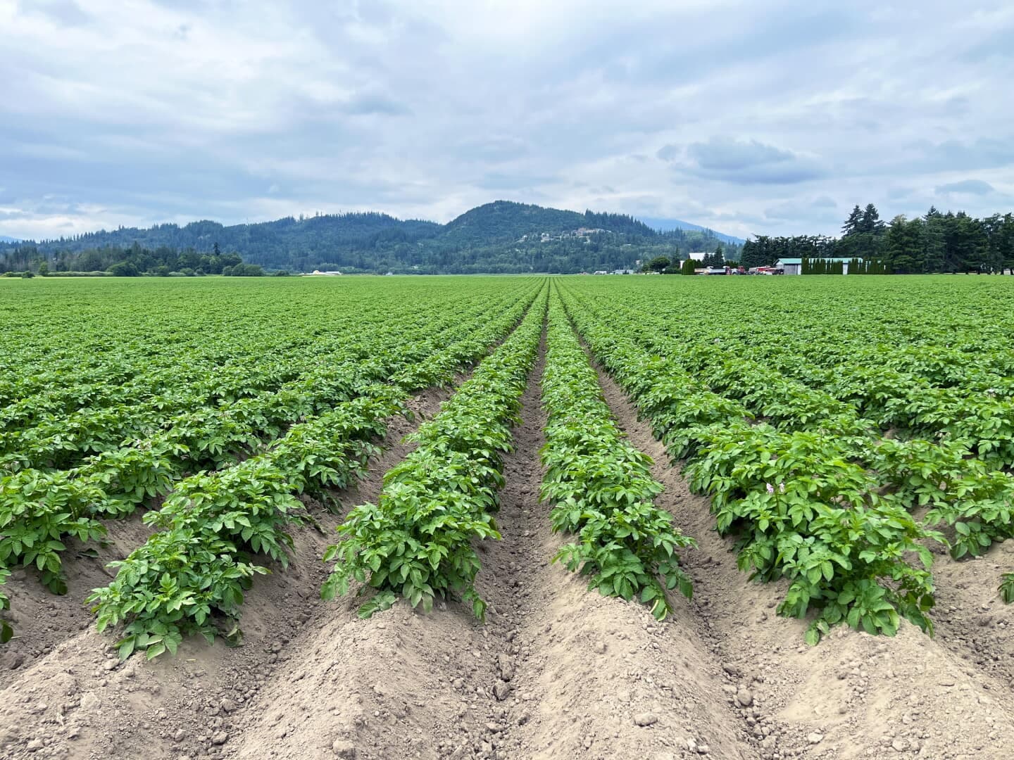 Moses Lake, Washington: Columbia Basin farmland and agriculture