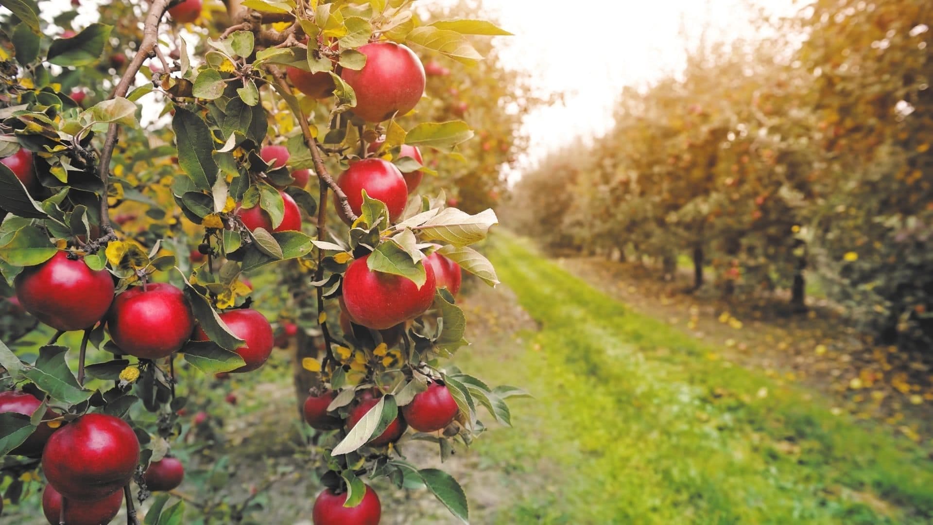 Omak, Washington: Okanogan Valley farmland and agriculture