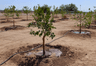 Irrigation Repair