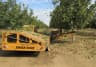Walnut Harvest