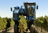 Grape Harvest by Machine