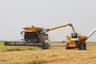 Rice Harvest