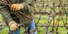 Vineyard Pruning
