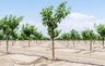 Orchard Planting