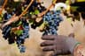 Grape Harvest by Picking