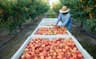 Peach Harvest by Picking