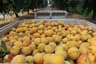 Peach Harvest by Machine