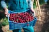 Cherry Harvest
