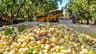 Pistachio Harvest