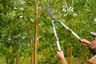 Orchard Pruning