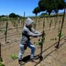 Vineyard Planting