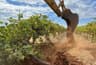 Vineyard Removal
