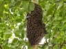Bee Swarm Collection