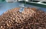 Walnut Hulling