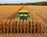 Corn Harvest
