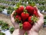 Berry Harvest