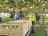 Kiwi Harvest