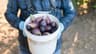 Fig Harvest