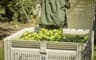 Pear Harvest