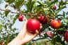 Apple Harvest