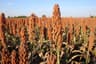 Sorghum Harvest