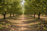 Orchard Thinning