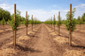 Orchard Staking