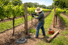 Vineyard Trellis Repair