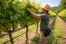 Vineyard Canopy Management