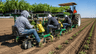 Tomato Transplanting