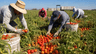 Fresh-Market Tomato Harvest