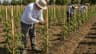 Tomato Staking & Tying
