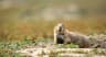 Rodent Baiting & Burrow Control