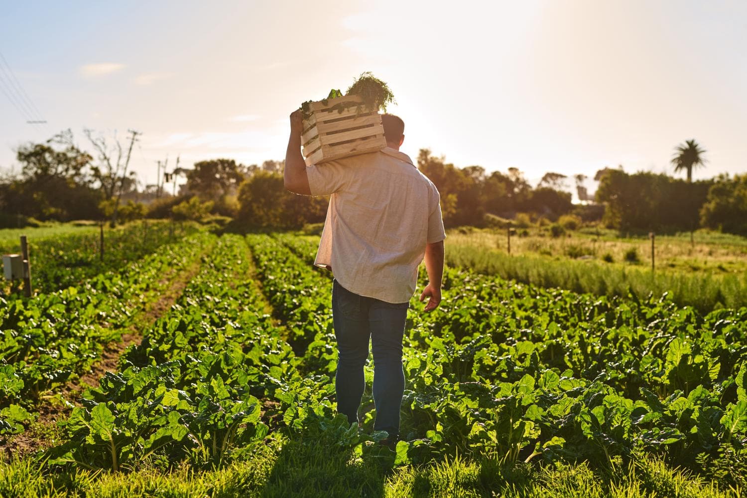 Albany agricultural landscape