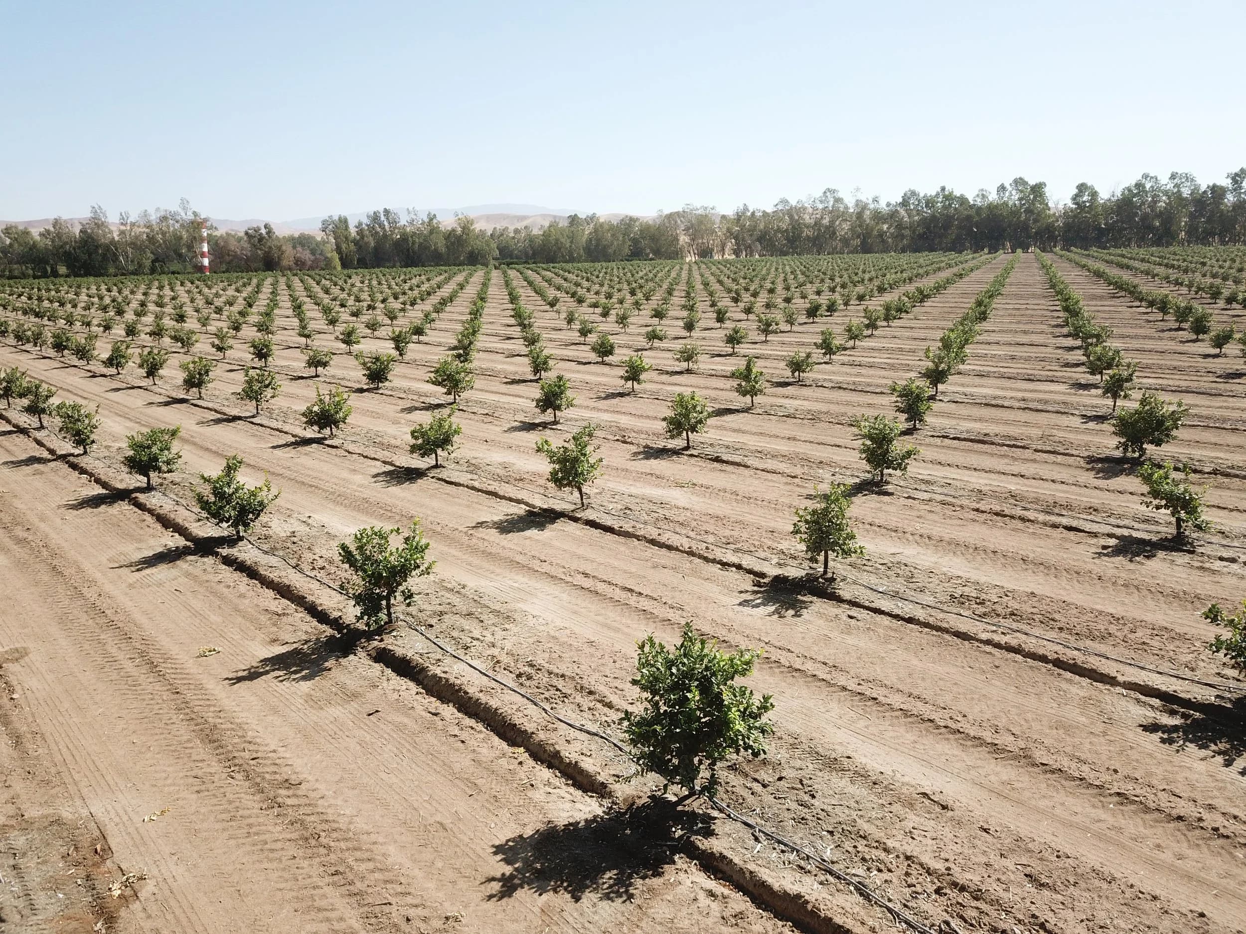 Nursery-and-plant-production