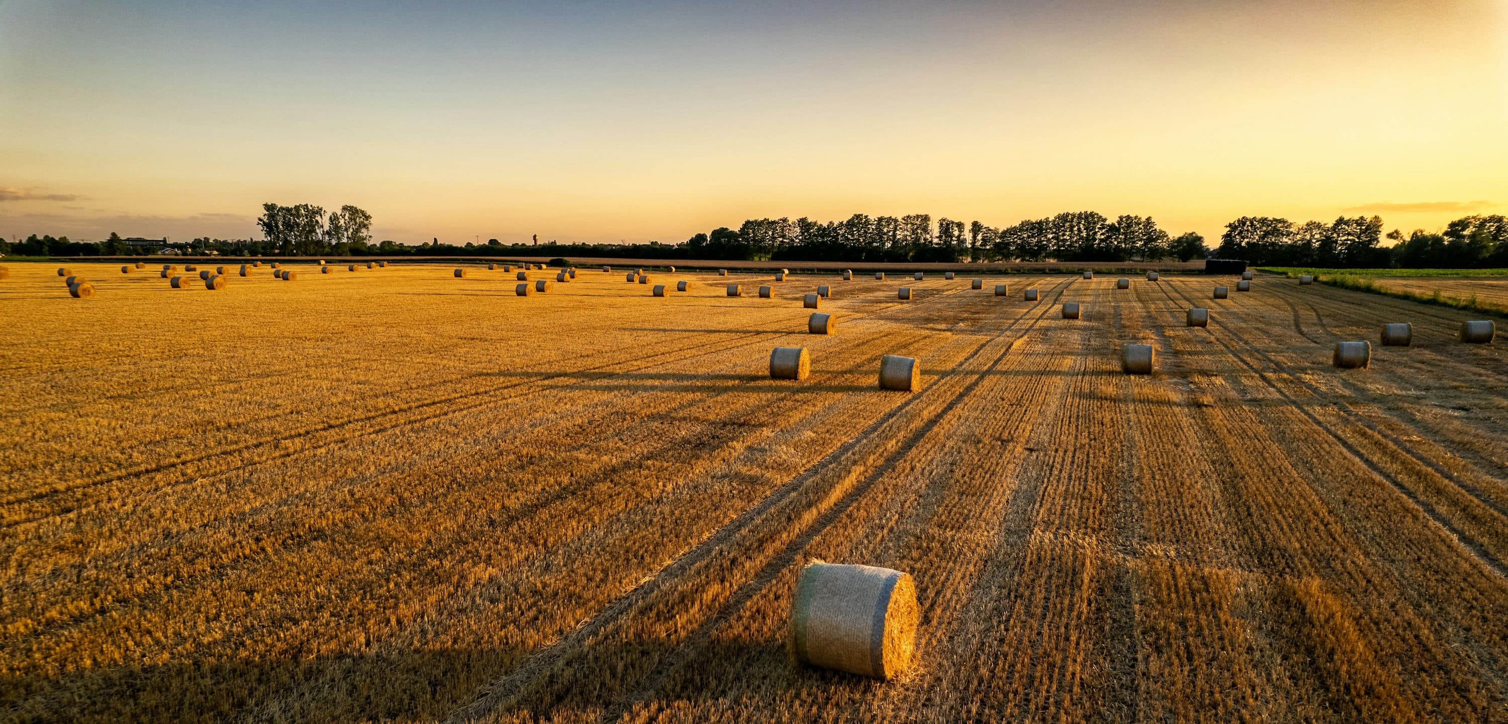 Forage-and-hay-crops