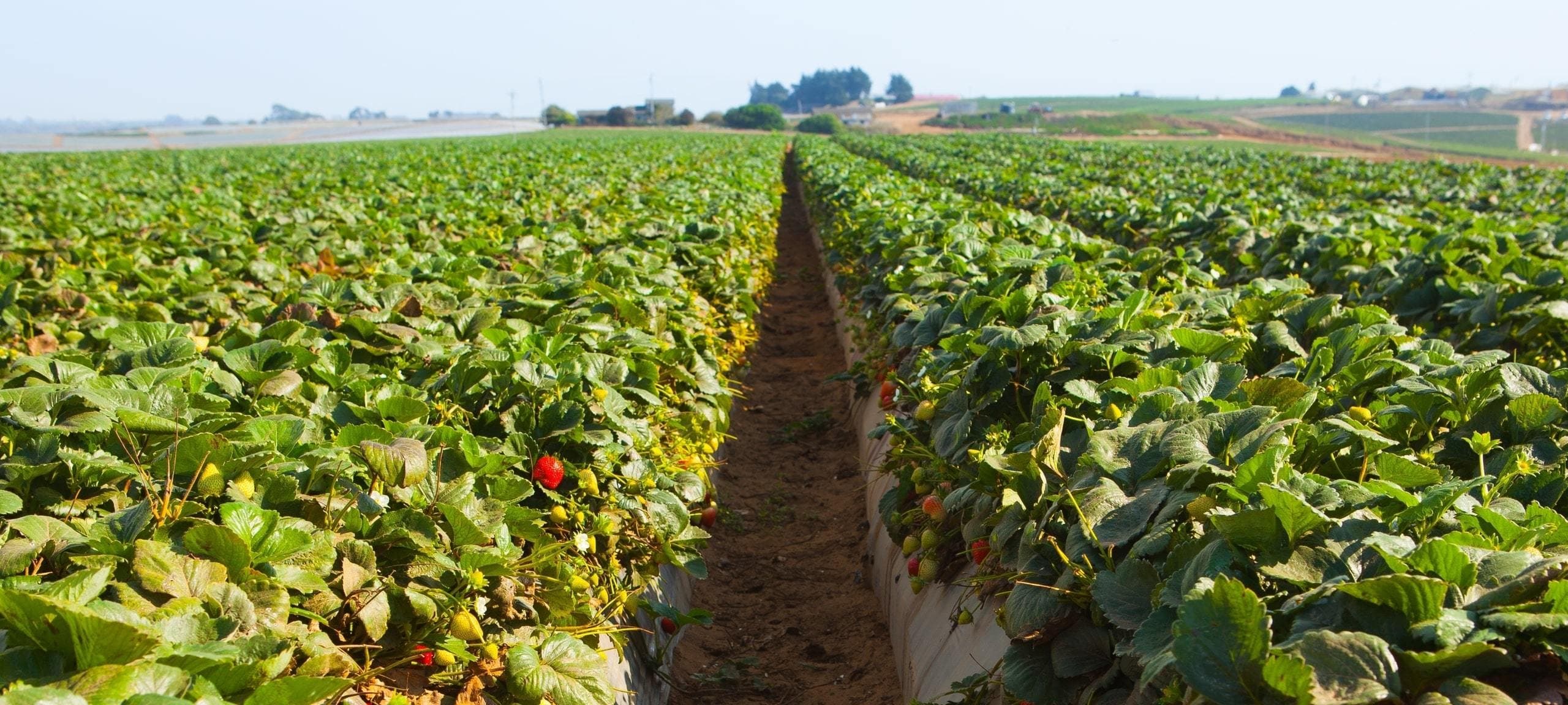 Berry-ag-services
