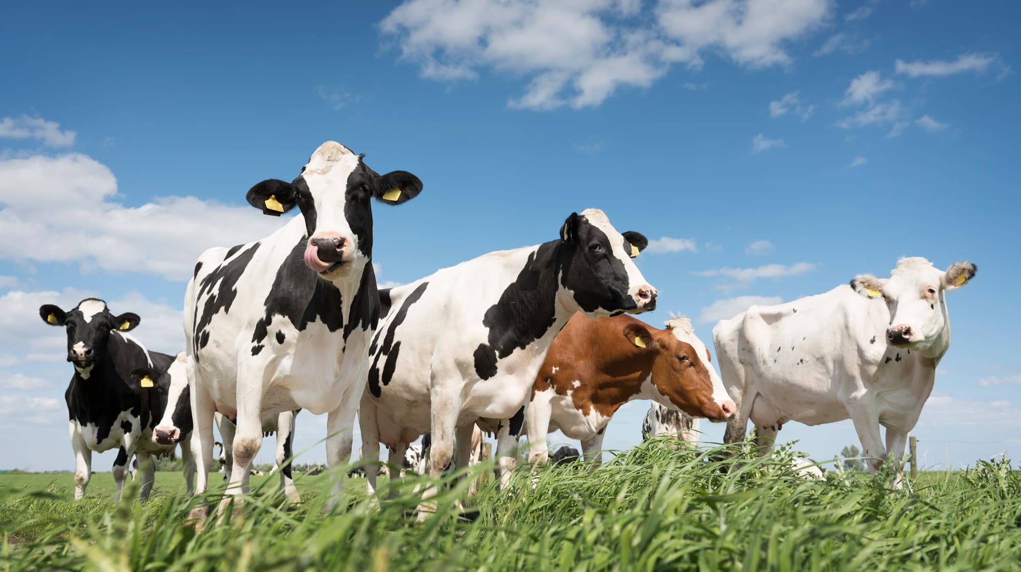 Services-for-dairy-and-lovestock