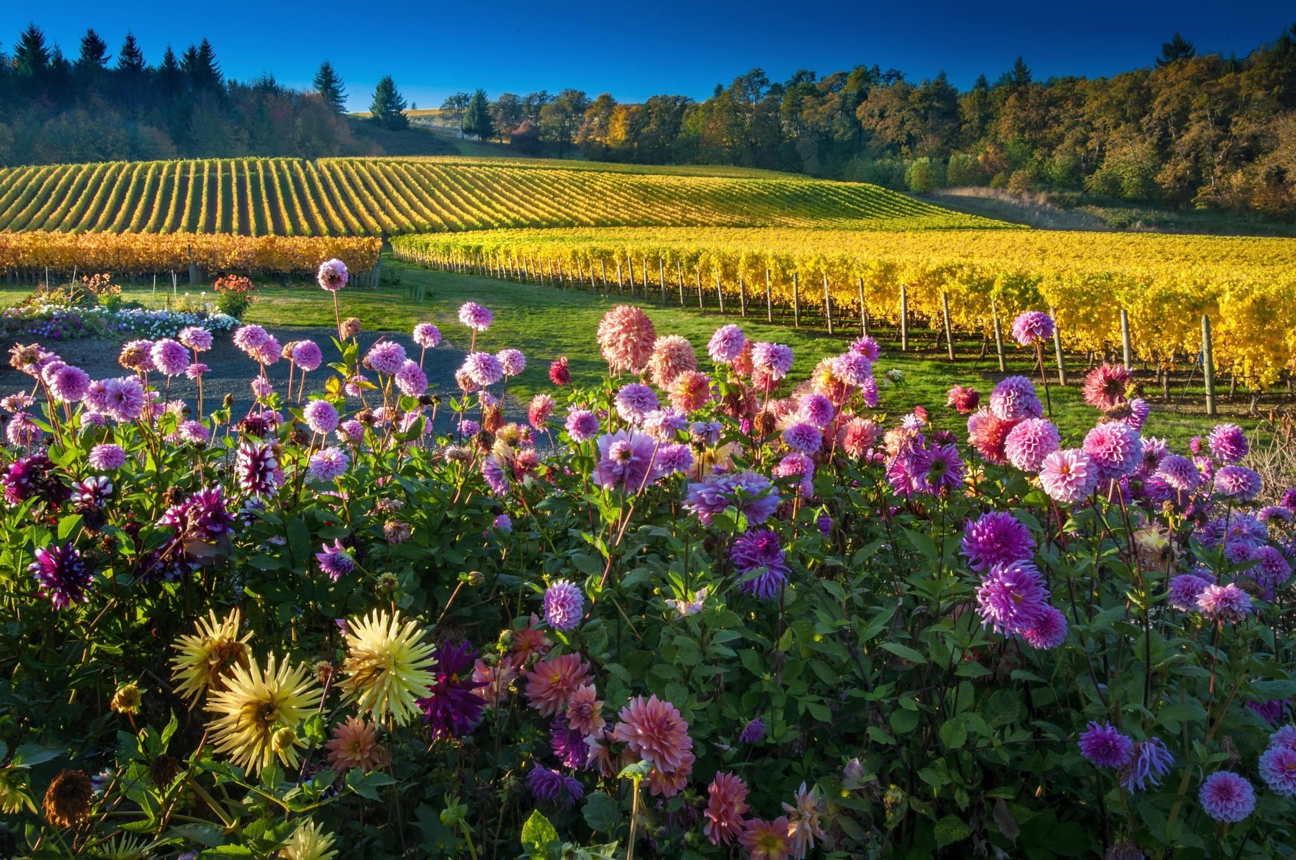 Salem agricultural landscape