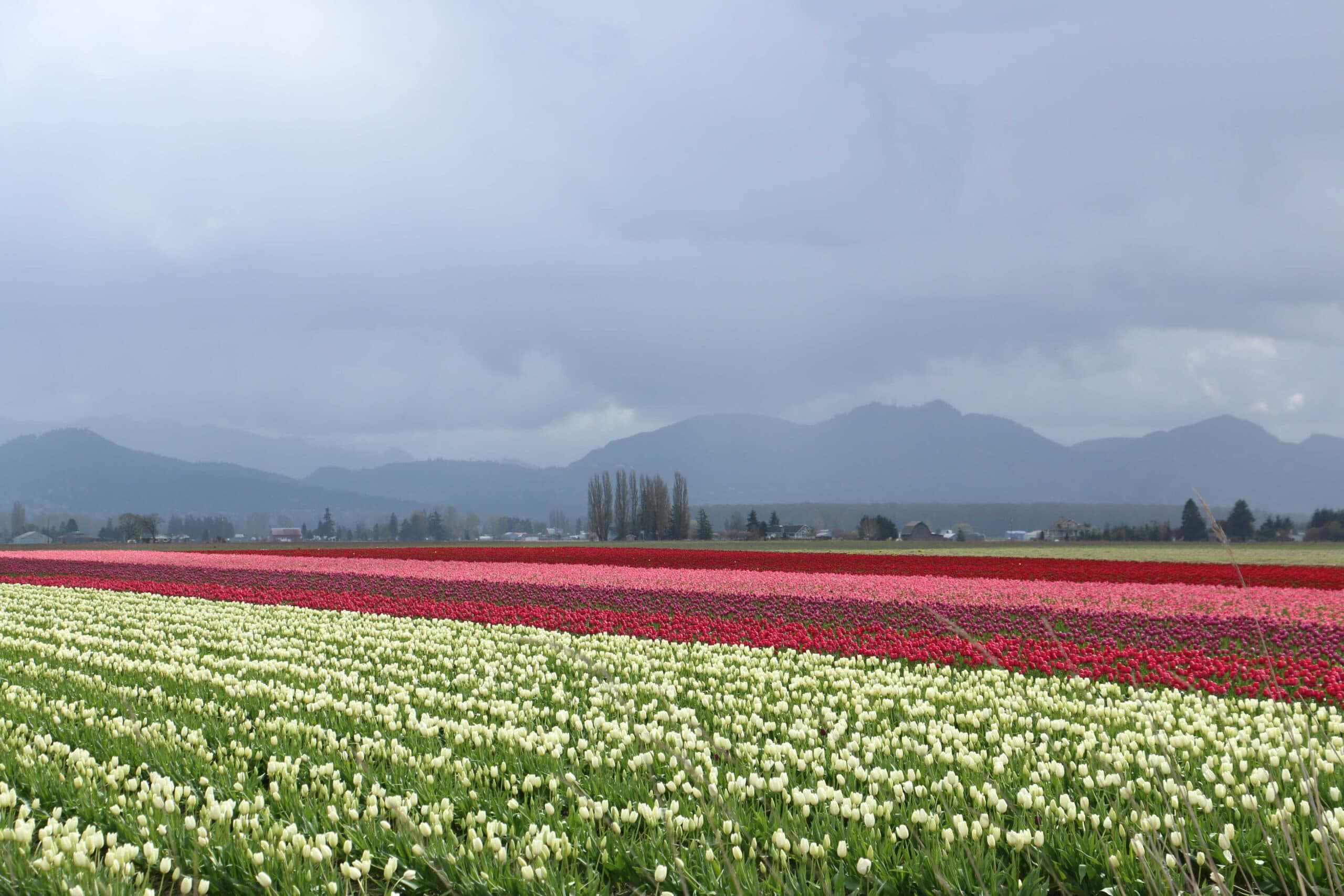 Mount Vernon, Washington: Skagit Valley farmland and agriculture