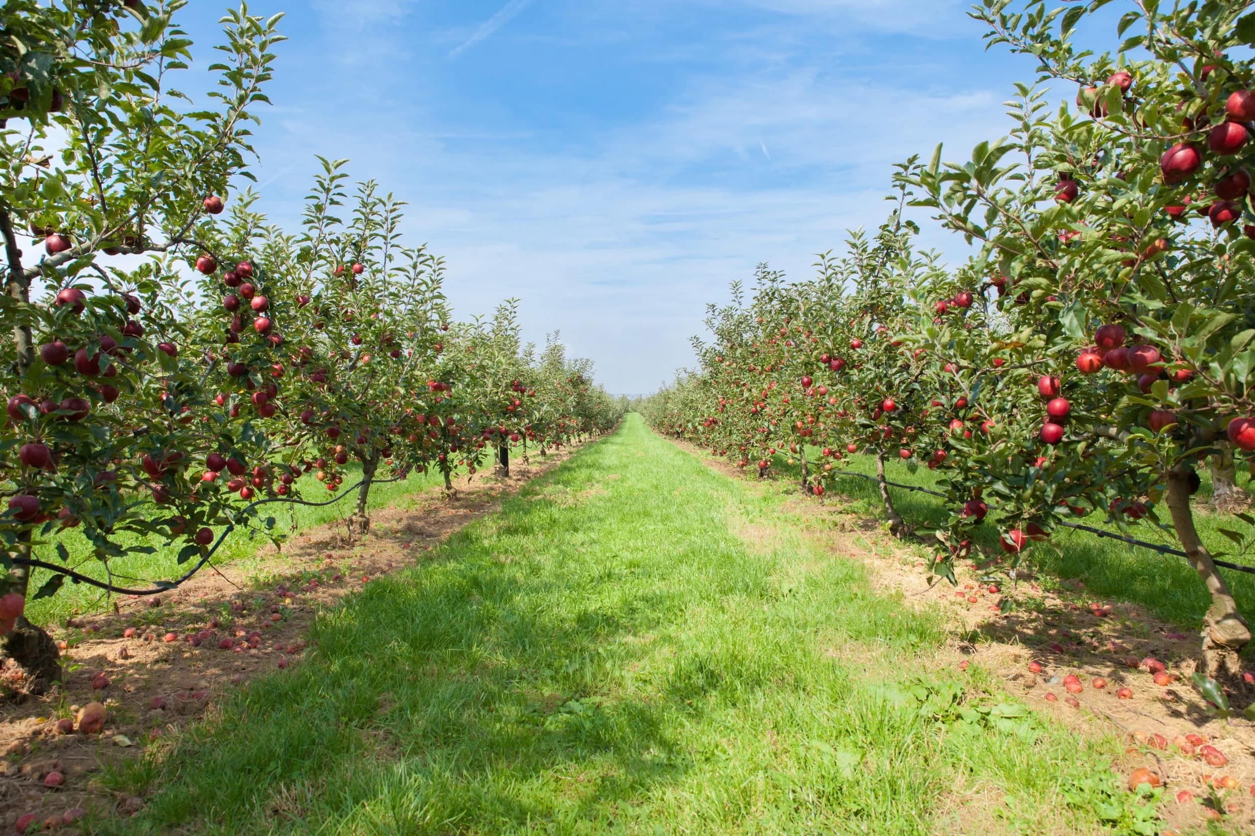 Wenatchee, Washington: North Central Washington farmland and agriculture