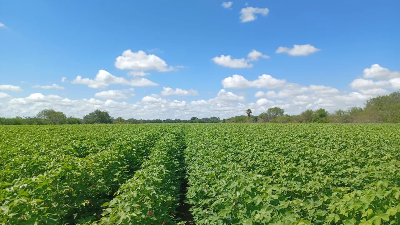Weslaco, Texas: Rio Grande Valley farmland and agriculture