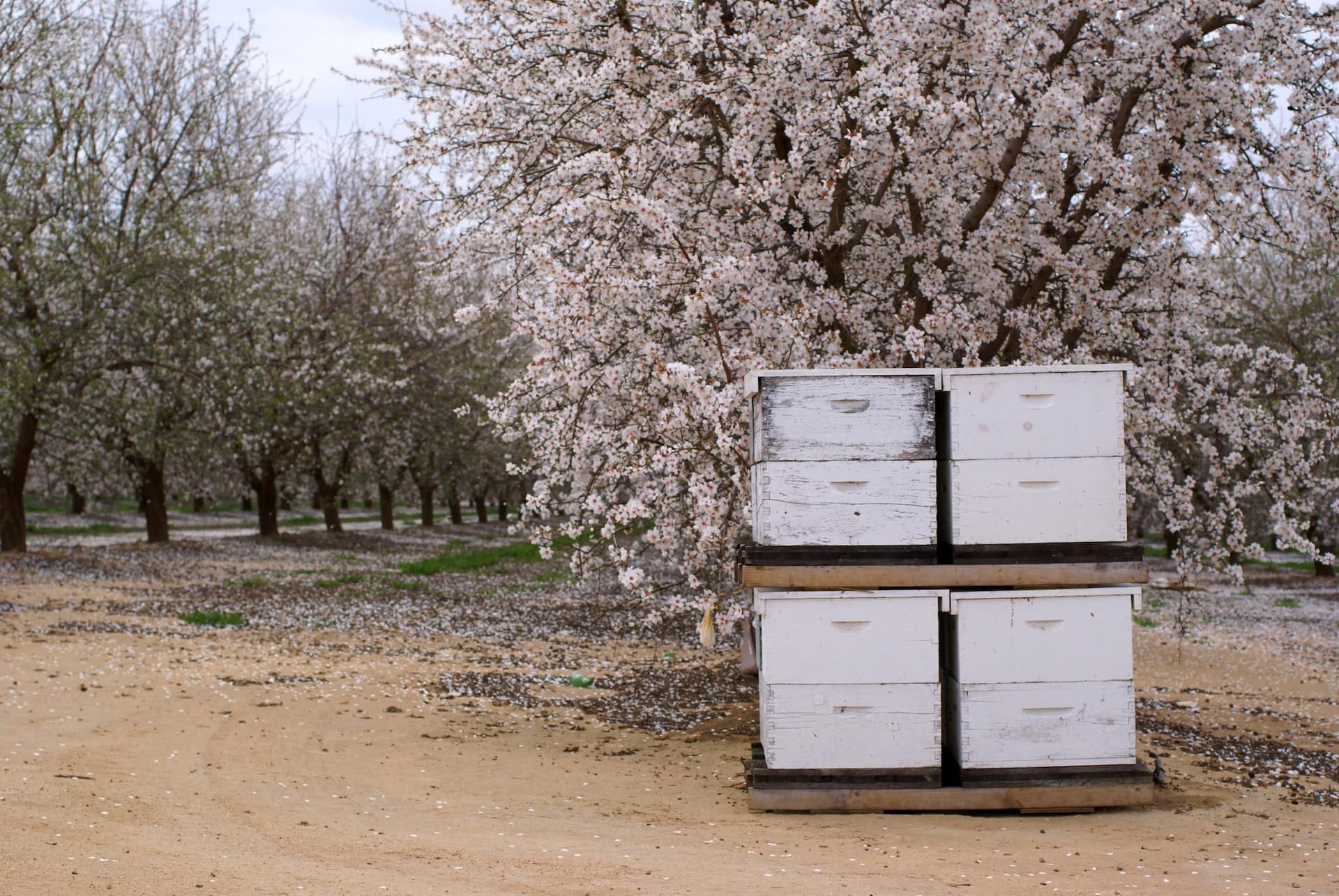 Local farm pollination services
