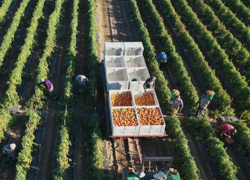 billion dollar ag problem