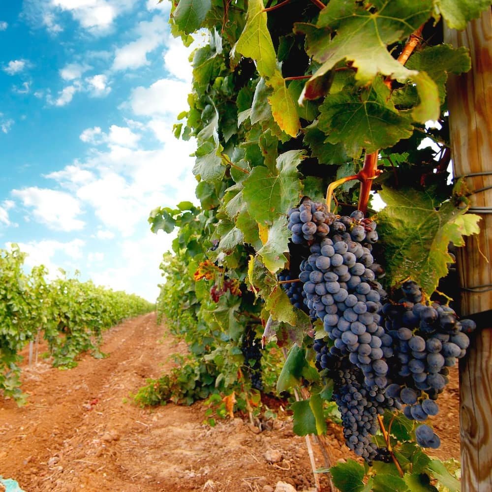 provide vineyard services online