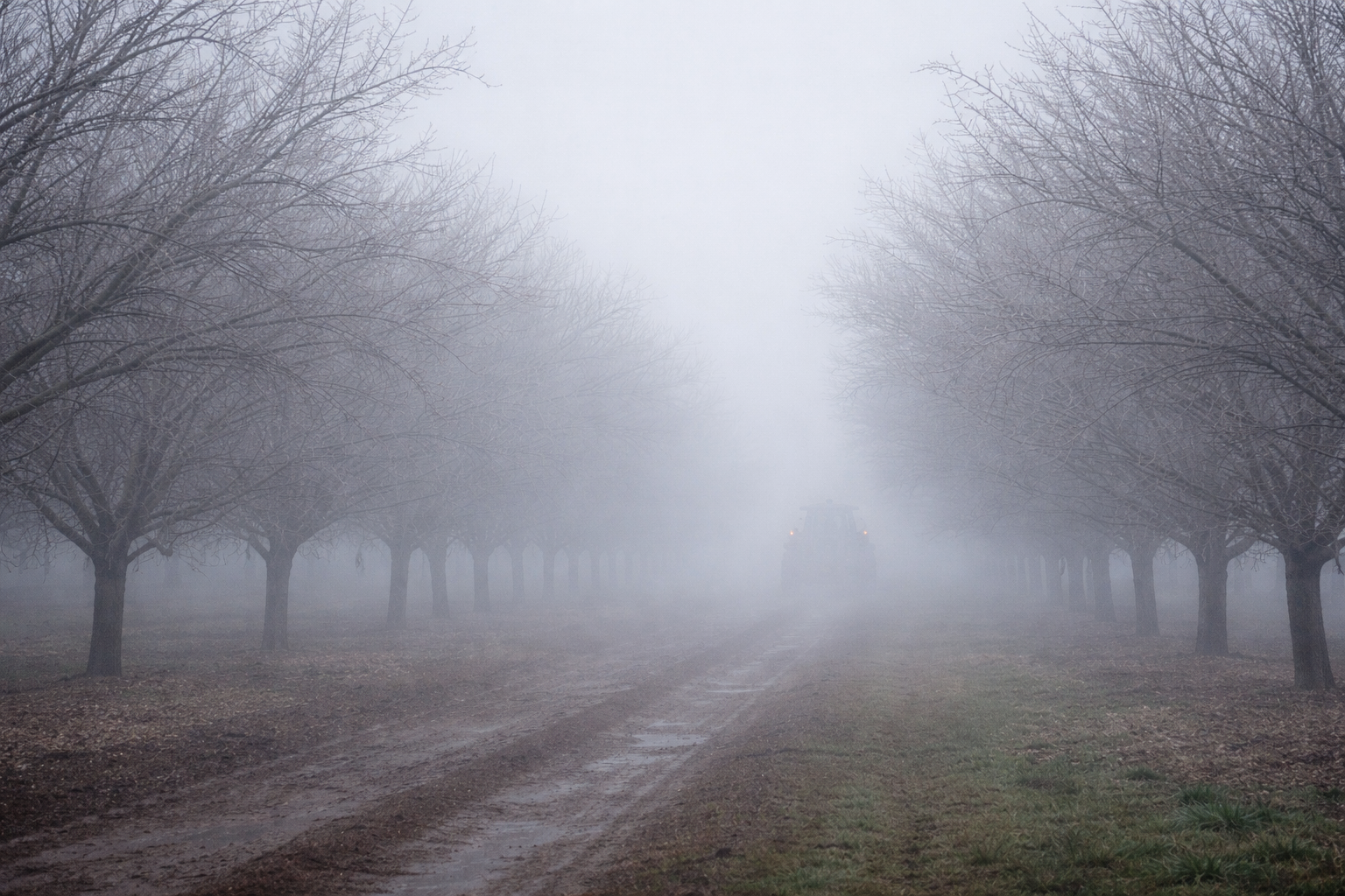 How Central Valley Fog Is Shaping the 2026 Growing Season: Effects on Crops, Chill Hours & Farm Management